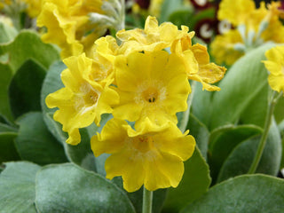 Primula auricula alpina <br>ALPINE PRIMULA