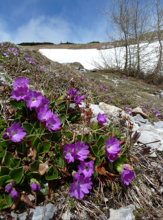 Primula clusiana <br>CLUSIUS' PRIMROSE