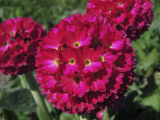 Primula denticulata <br>RUBY RED DRUMSTICK PRIMROSE