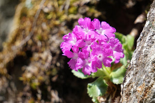Primula hirsuta <br>HAIRY PRIMROSE