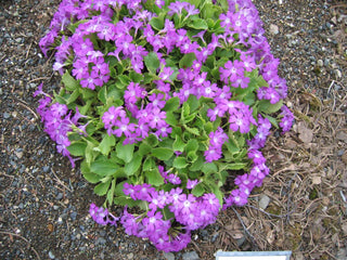 Primula hirsuta <br>HAIRY PRIMROSE