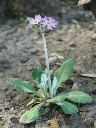 Primula laurentiana <br>BIRD'S EYE PRIMROSE