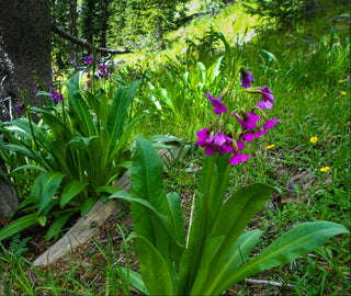 Primula parryi <br>PARRY'S PRIMROSE