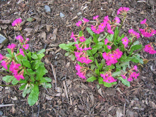 Primula rosea <br>ROSY PRIMROSE