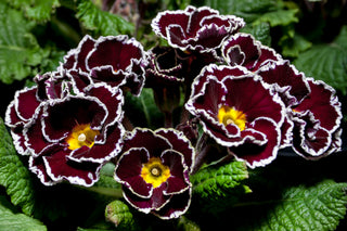 Primula vulgaris <br>PRIMROSE SILVER LACE PURPLE