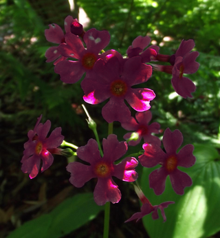 Primula japonica <br>PRIMROSE MAGENTA-RED