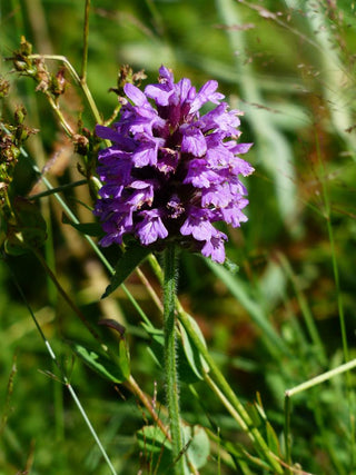 Prunella grandiflora <br>SELF HEAL PAGODA MIX