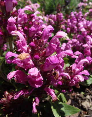 Prunella grandiflora rubra<br>SELF HEAL