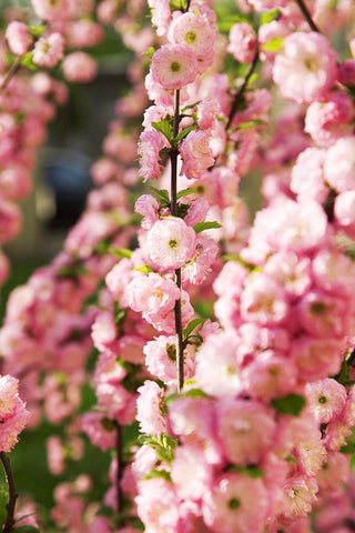 Prunus triloba <br>FLOWERING ALMOND