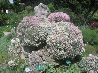 Ptilotrichum spinosum <br>SPINY MADWORT