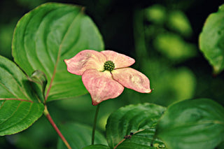 Cornus florida rubra <br>PINK/RED FLOWERING DOGWOOD