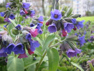 pulmonaria