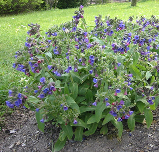 Pulmonaria officinalis <br>LUNGWORT, MARY'S TEARS