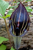 JACK IN THE PULPIT MIX Arisaema