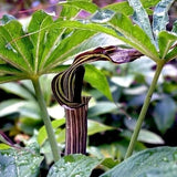 JACK IN THE PULPIT MIX Arisaema