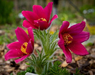 Pulsatilla vulgaris <br>PASQUE FLOWER MIX, CUTLEAF ANEMONE