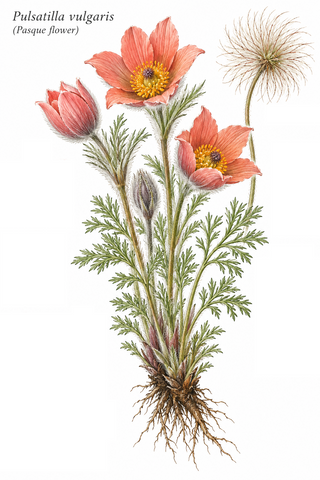 Pulsatilla vulgaris <br>SALMON PASQUE FLOWER, CUTLEAF ANEMONE