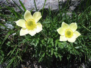 Pulsatilla alpina sulphurea <br>SULPHUR PASQUE FLOWER, ALPINE ANEMONE