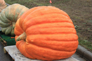 Cucurbita Pepo <br>ATLANTIC GIANT PUMPKIN Prize Winner!