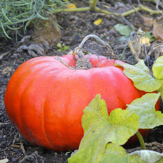 Cucurbita pepo <br>PUMPKIN 'CINDERELLA'