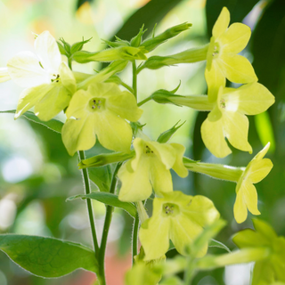 LIME FLOWERING TOBACCO <br>Nicotiana
