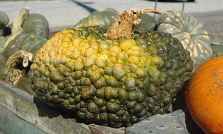 Cucurbita maxima <br>MARINA DE CHIOGGIA Squash, SEA PUMPKIN