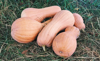 Cucurbita moschata <br>BUTTERNUT SQUASH 'WALTHAM'