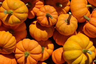 Cucurbita pepo <br>MINI ORANGE PUMPKINS