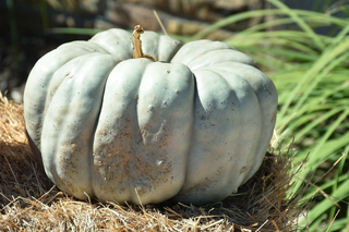 Cucurbita jarrahdale <br>QUEENSLAND BLUE PUMPKIN