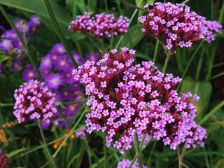 Verbena bonariensis <br>TALL VERBENA, PURPLETOP VERVAIN, BRAZILIAN