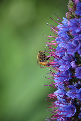 Echium pininana <br>ECHIUM 'BLUE STEEPLE'