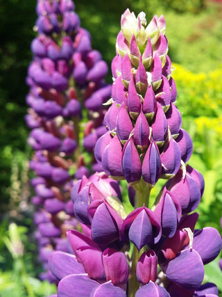 Lupinus polyphyllus <br>LUPIN TALL MIX