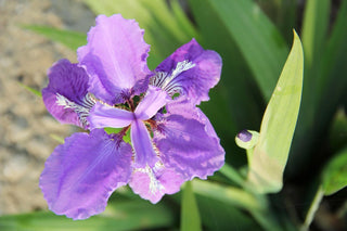 Iris ensata <br>JAPANESE IRIS, WATER IRIS