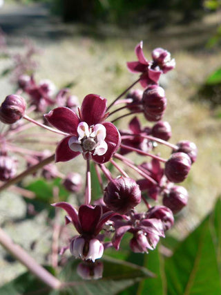 Asclepias cordifolia <br>HEART LEAF MILKWEED