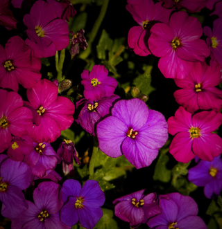 Arabis <br>RED ROCK CRESS