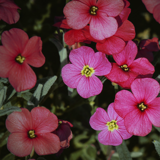 Arabis blepharophylla <br>NATIVE ROCK CRESS RED-PINK ROCKCRESS