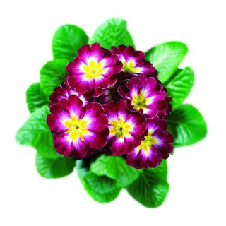 Primula vulgaris, Primula acaulis <br>PRIMROSE GIANT PURPLE BICOLOUR