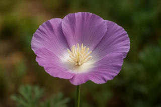 Eschscholzia californica <br>POPPY CALIFORNIA 'PURPLE GLEAM'