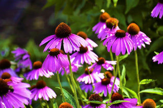 Echinacea <br>CONEFLOWER MIXED COLOURS