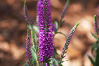 Veronica spicata <br>PINK SPIKED SPEEDWELL