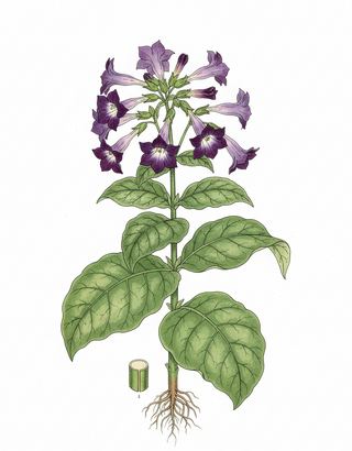 Nicotiana <br>FRAGRANT PURPLE FLOWERING TOBACCO