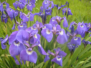 Iris setosa <br>ARCTIC BLUE FLAG IRIS