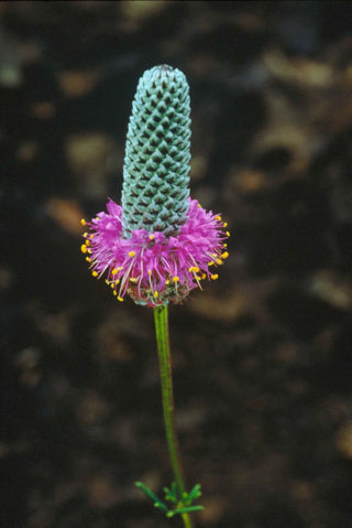 Dalea purpureum <br>PRAIRIE CLOVER