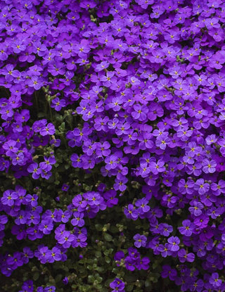 Aubrieta <br>PURPLE ROCK CRESS