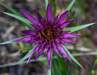 Tragopogon porrifolius