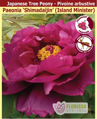 Paeonia suffruticosa <br>SHIMADAIJIN, ISLAND MINISTER
