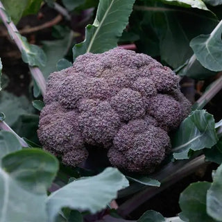 Brassica oleracea <br>BROCCOLI PURPLE