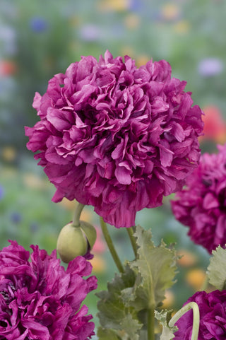 Papaver paeoniflorum <br>POPPY 'PURPLE PEONY'