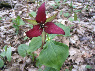 Trillium erectum <br>RED TRILLIUM, PURPLE TRILLIUM