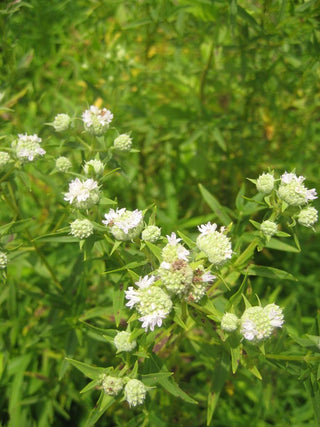 Pycnanthemum tenuifolium <br>AMERICAN MOUNTAIN MINT